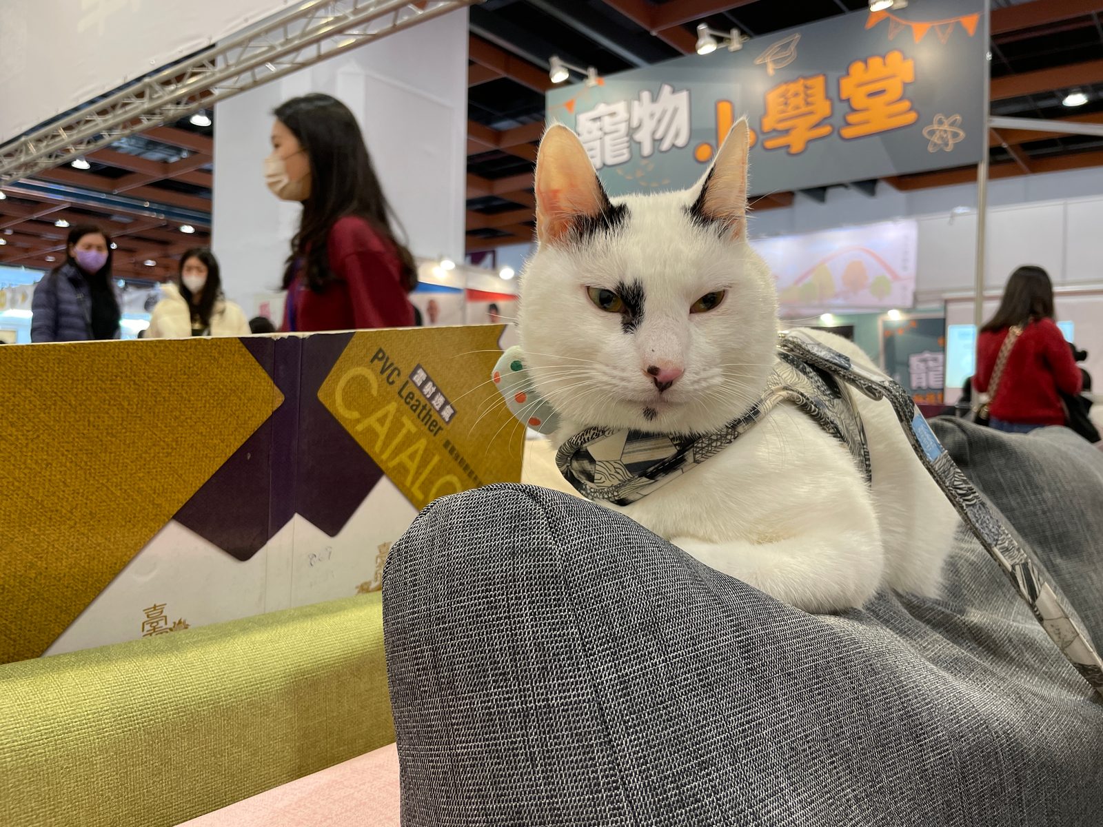 【寵物展】(55)