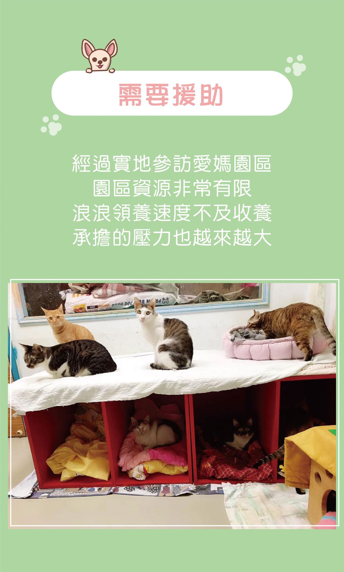 億家俱捐贈沙發給流浪動物之家（4）